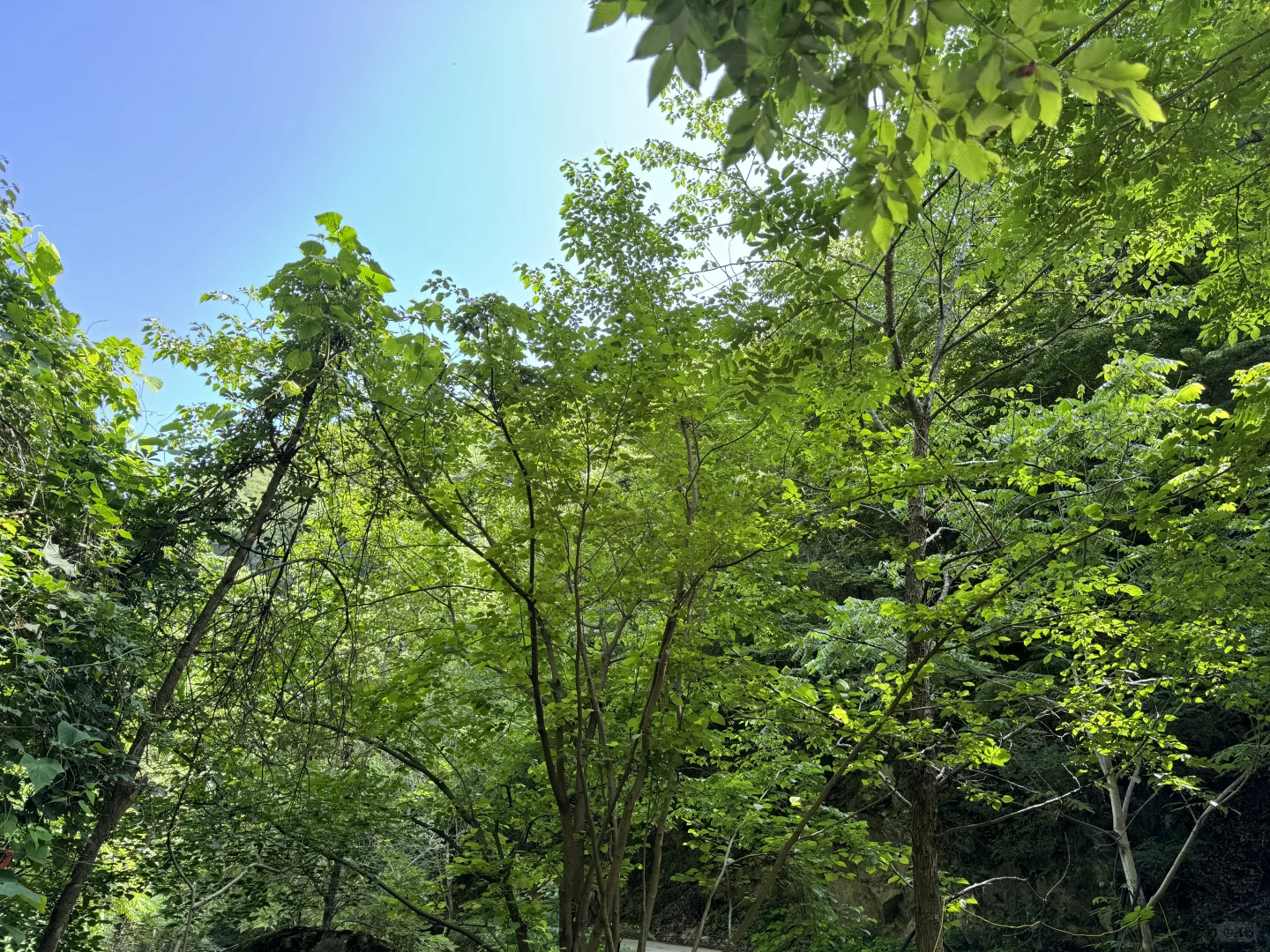 被山林包围的小溪流！太绝了！