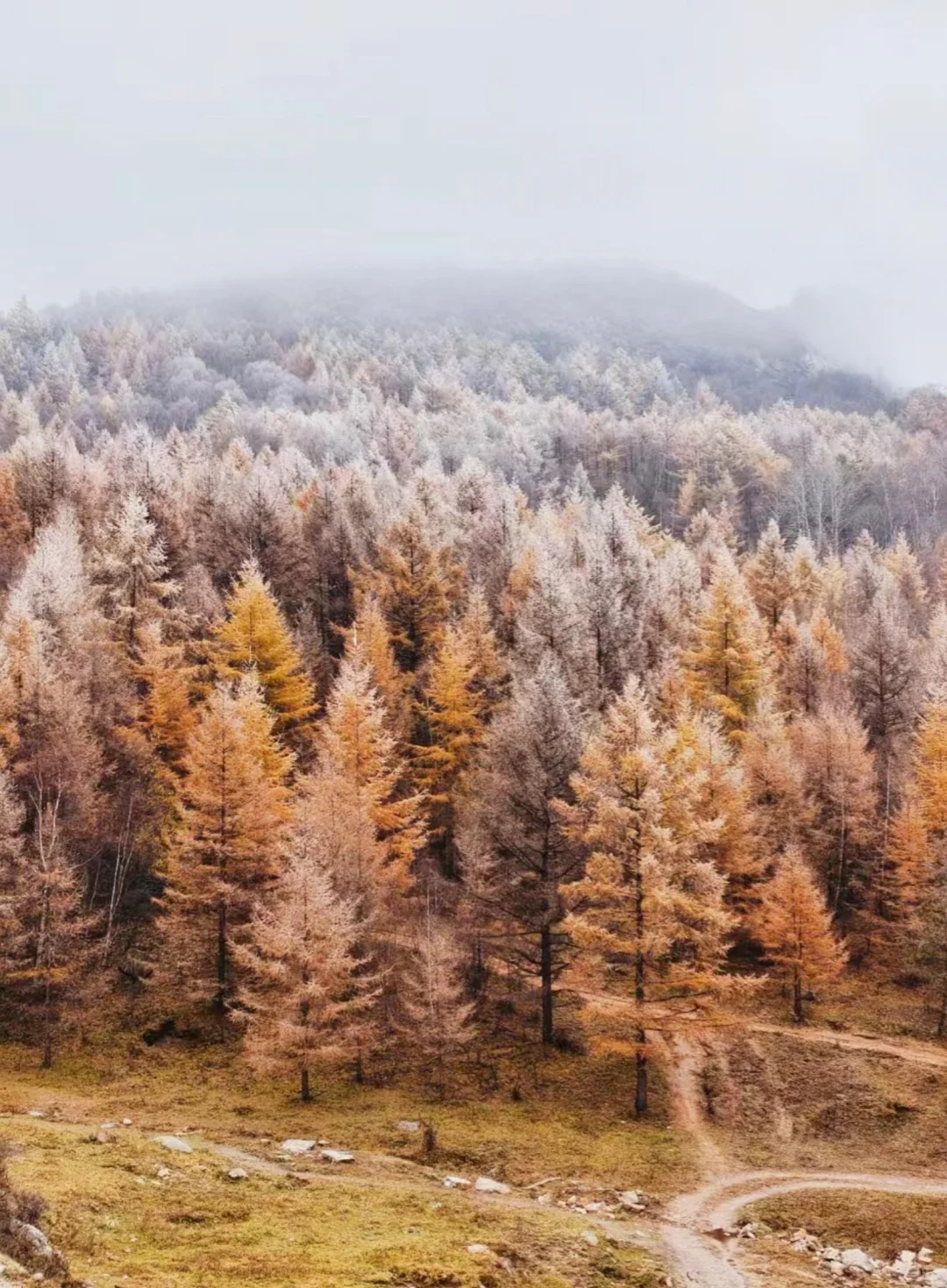 不是大兴安岭，是石家庄！