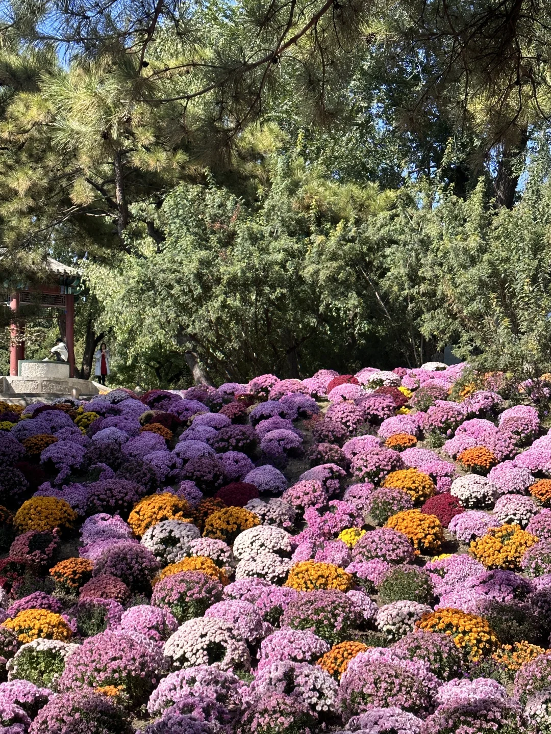 日坛公园菊花谷