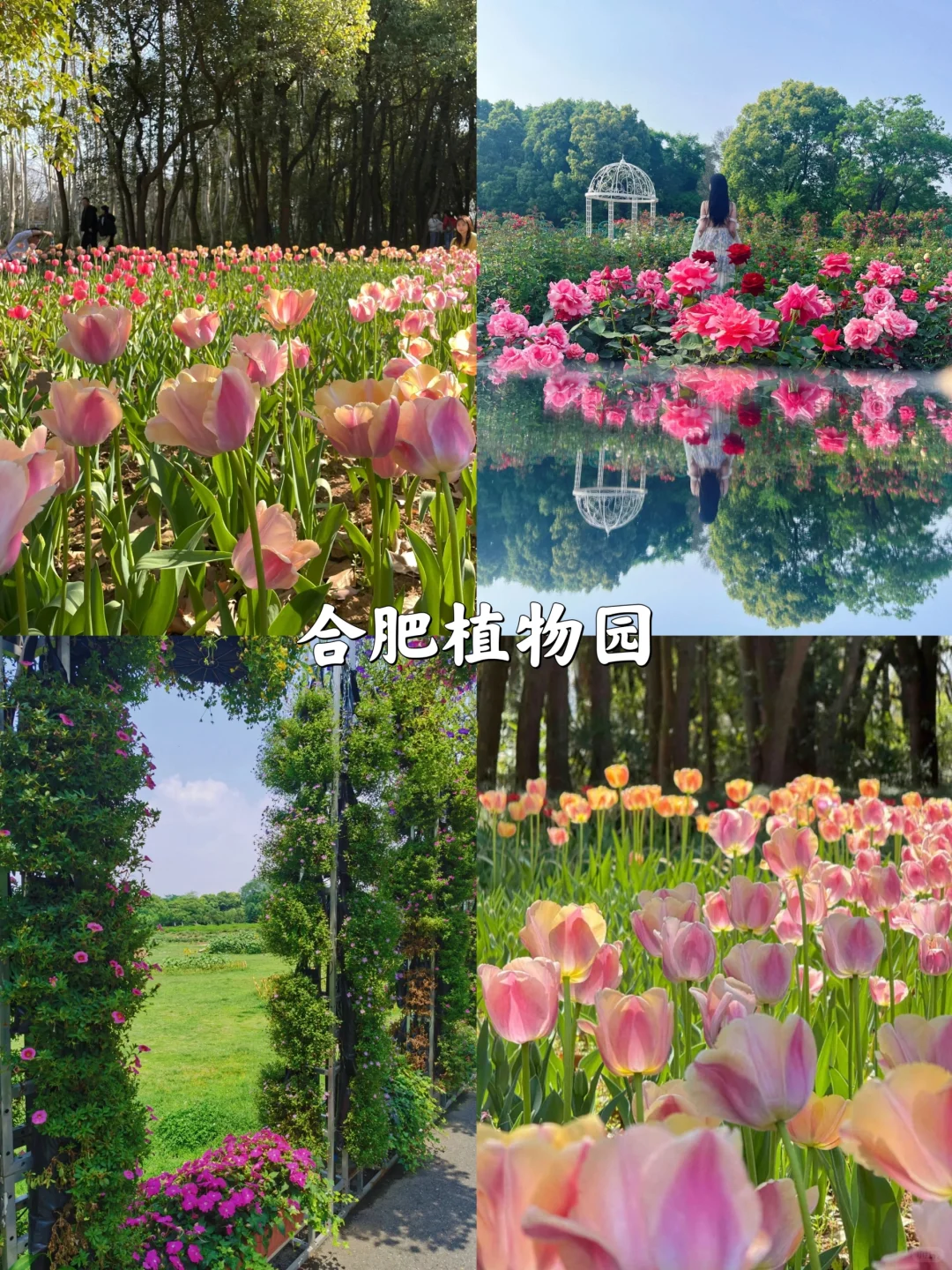 合肥旅行必打卡8大景点攻略!