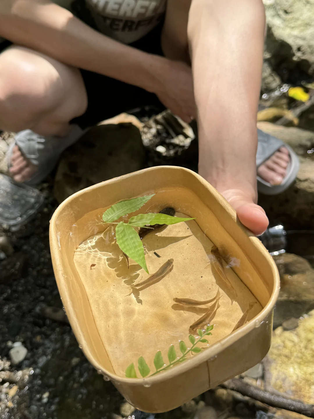 被山林包围的小溪流！太绝了！