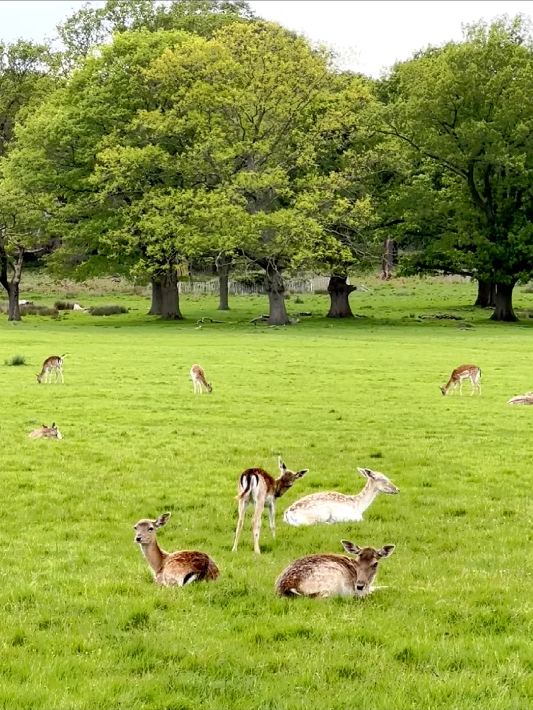 💥玩转伦敦：必去景点与文化体验