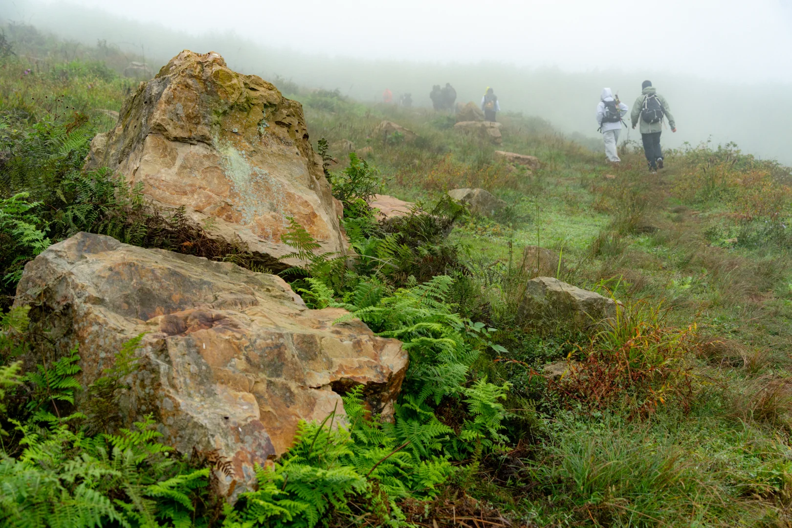🌧️ 雨天螺丝壳才是真·仙境！