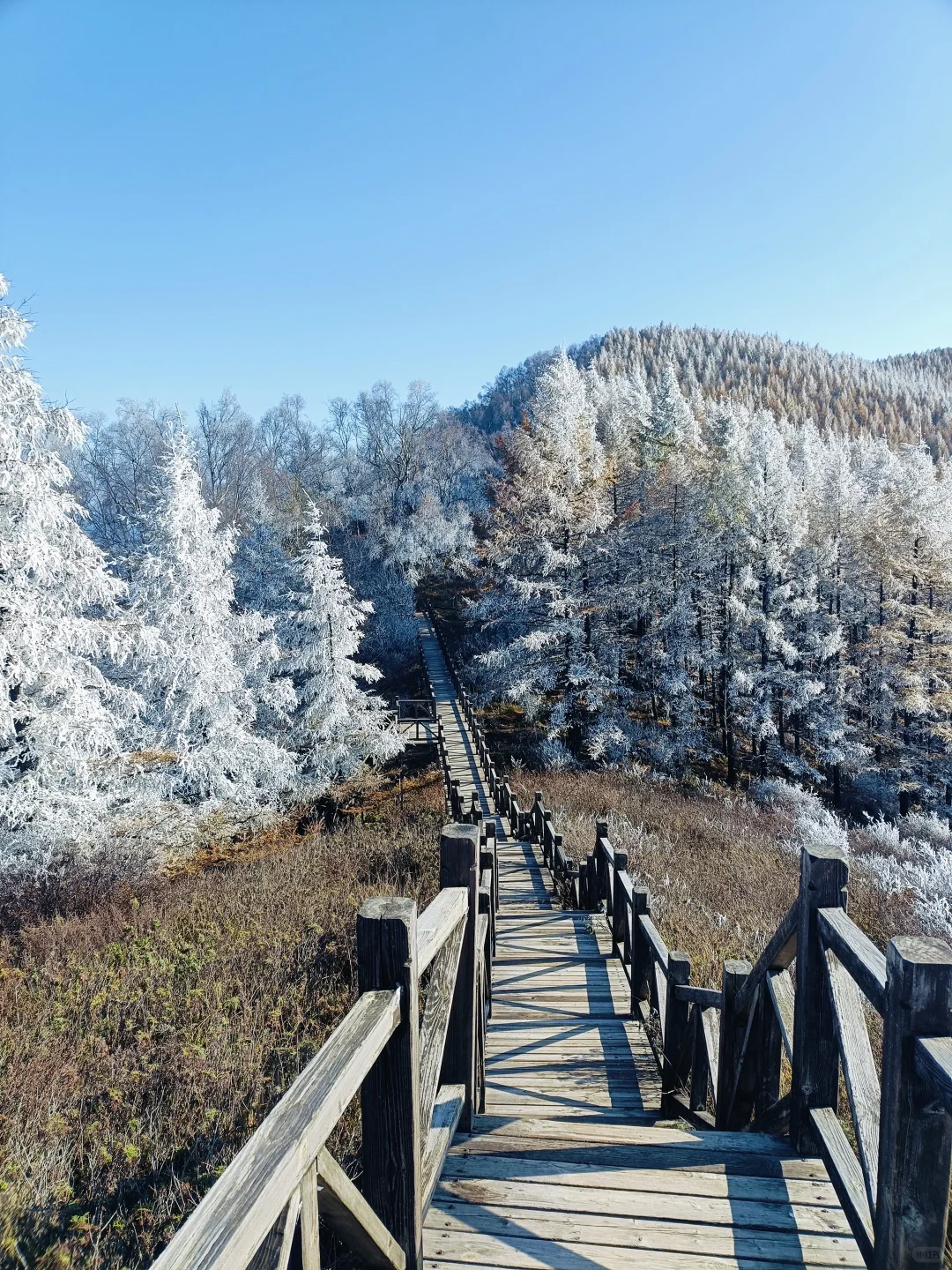 不是大兴安岭，是石家庄！