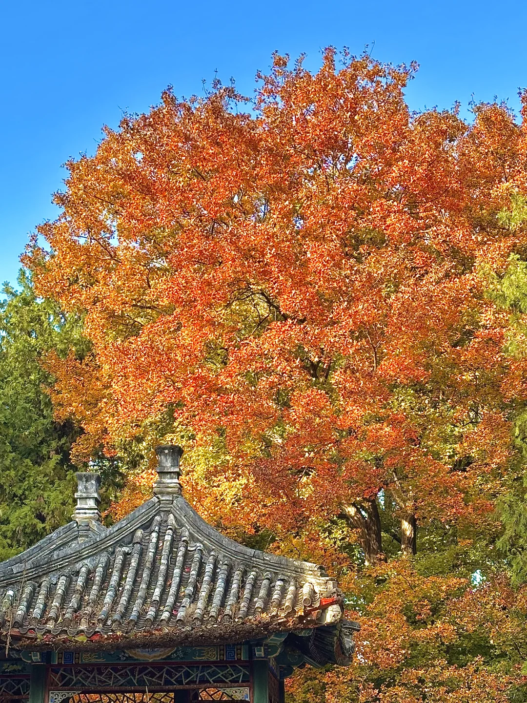 北平之秋已上线！北京必逛的8️⃣条赏秋路线！