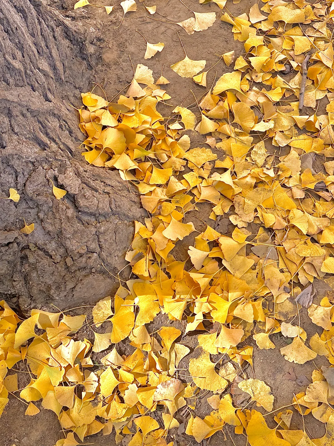 北平之秋已上线！北京必逛的8️⃣条赏秋路线！