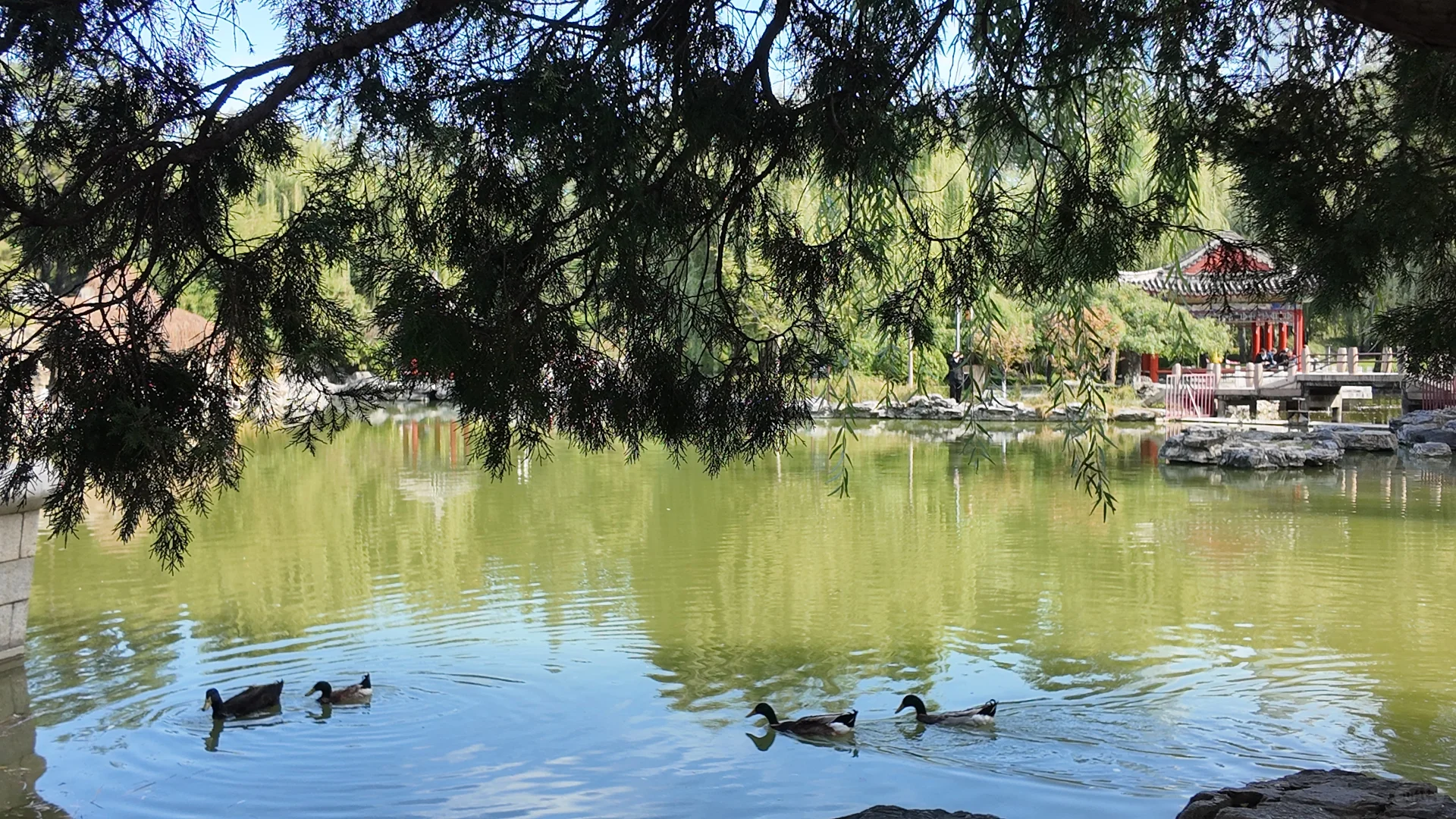 日坛公园菊花谷