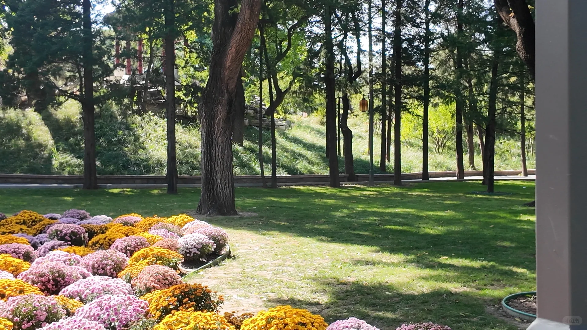 日坛公园菊花谷
