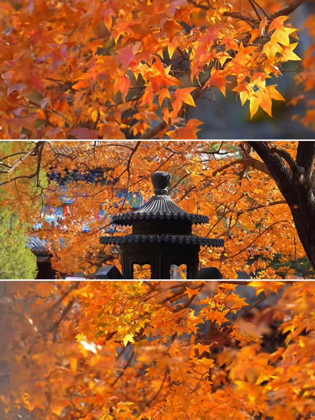 🍁北京秋日顶流！香山公园赏枫指南