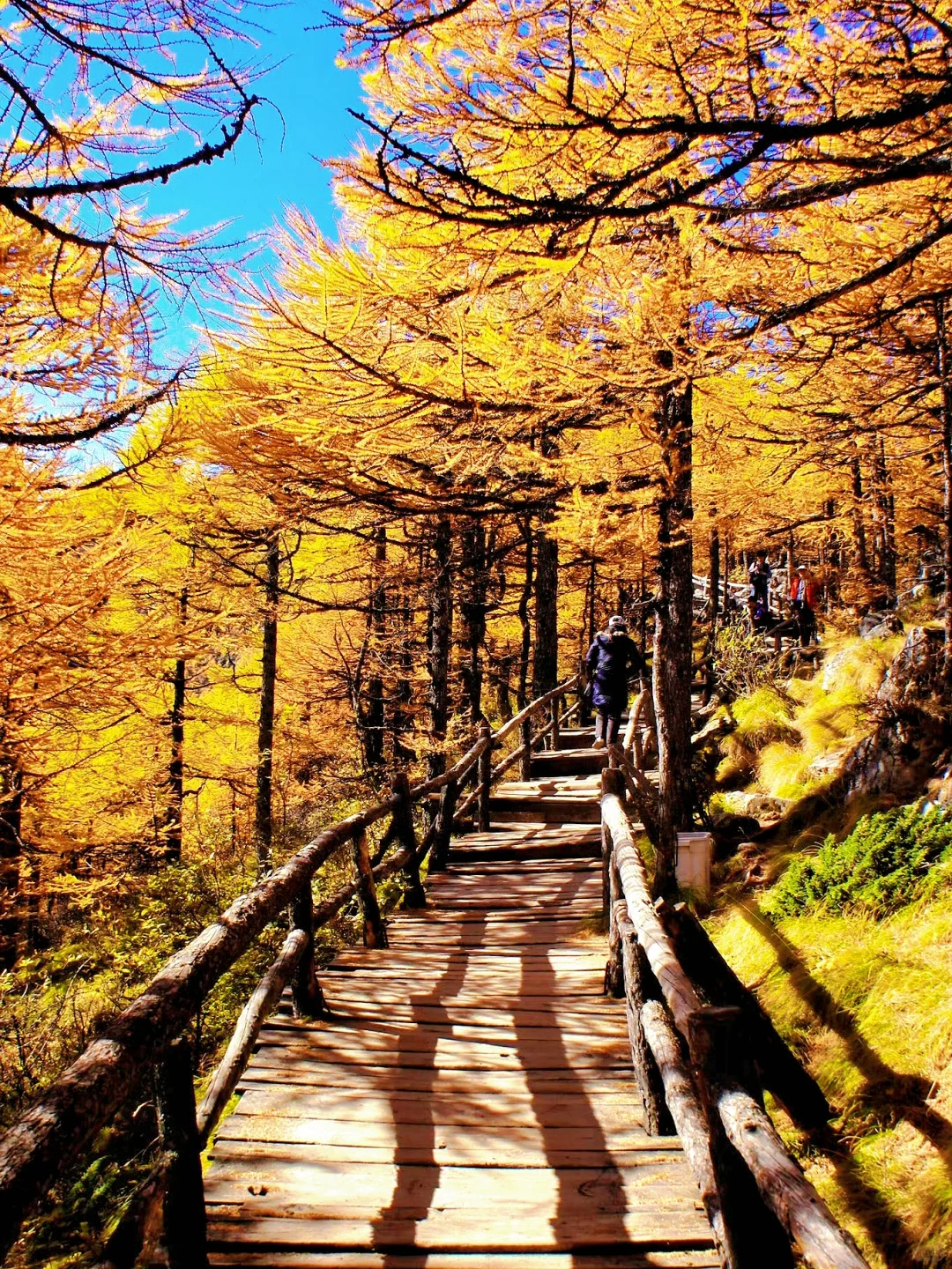 10月太白山赏秋天花板🍁景区1日游玩指南