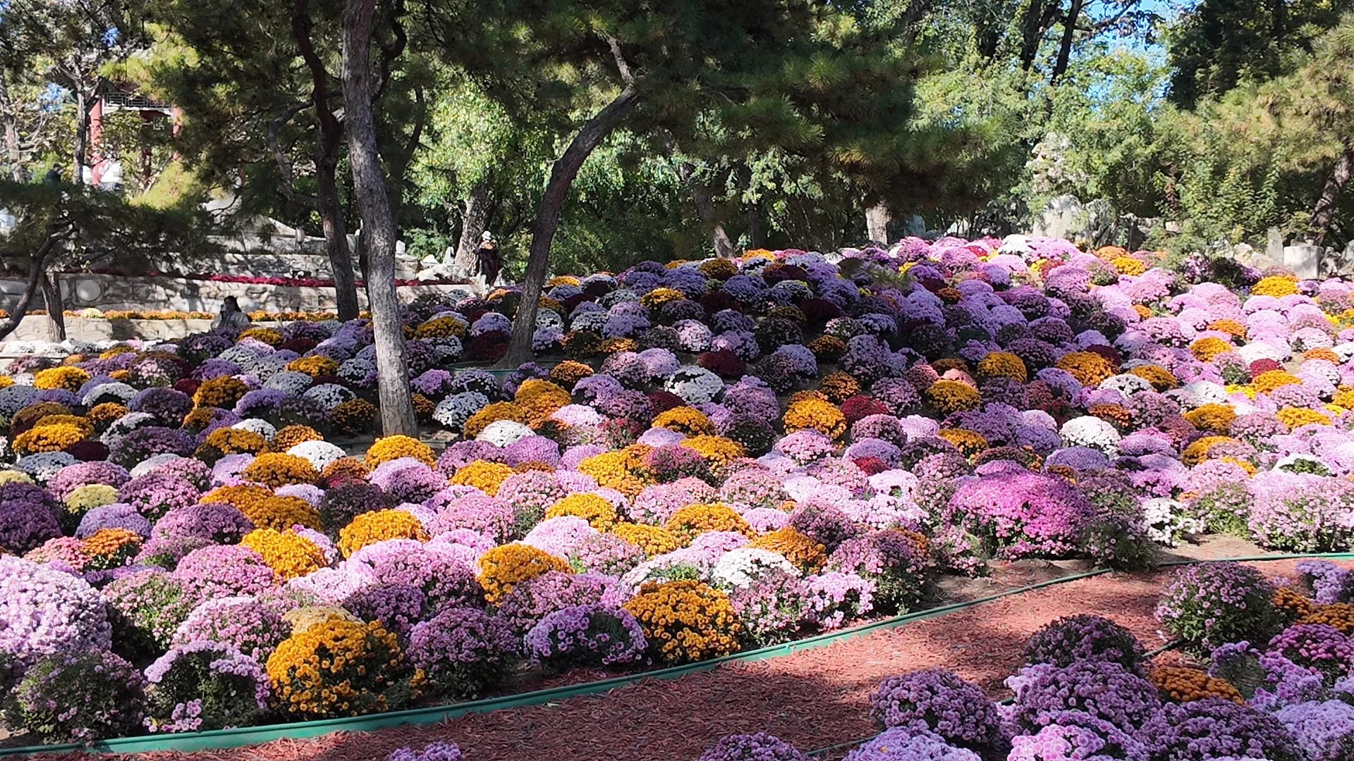 日坛公园菊花谷