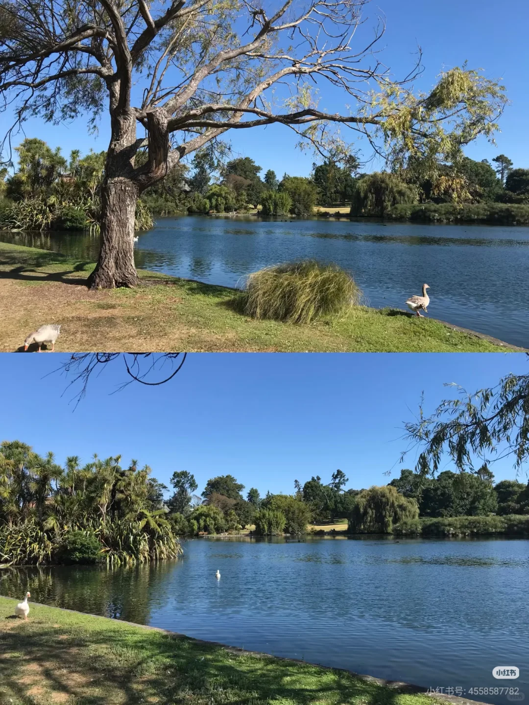 不开车也能去！奥克兰必去6大宝藏景点