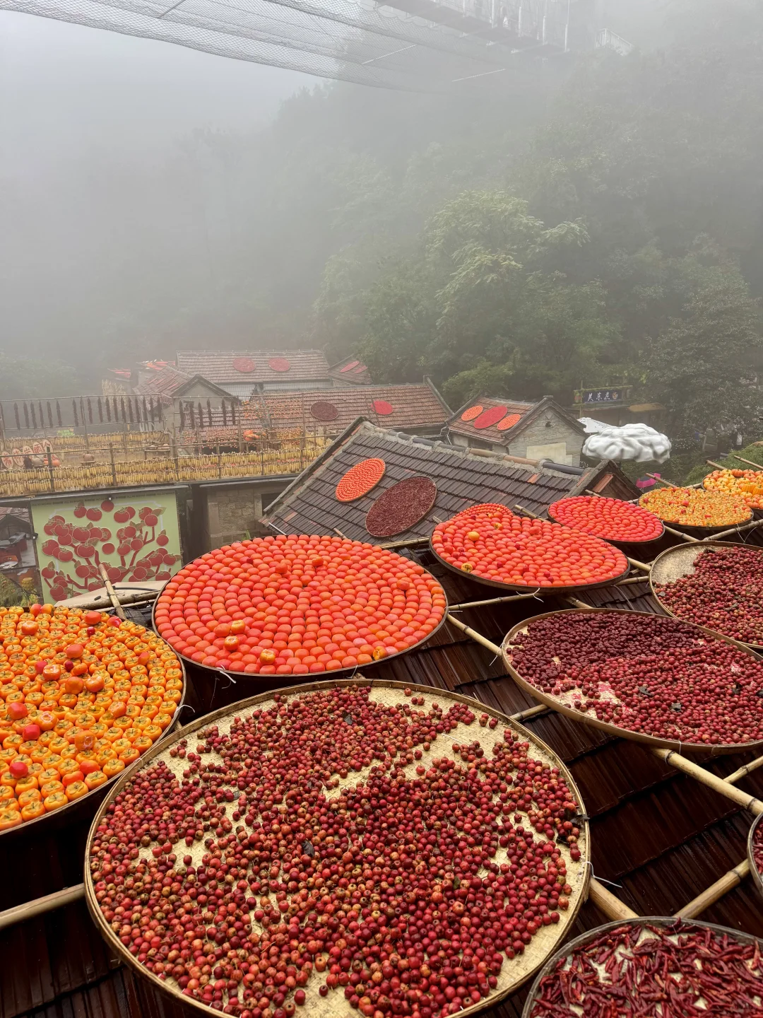 📍淄博红叶柿岩