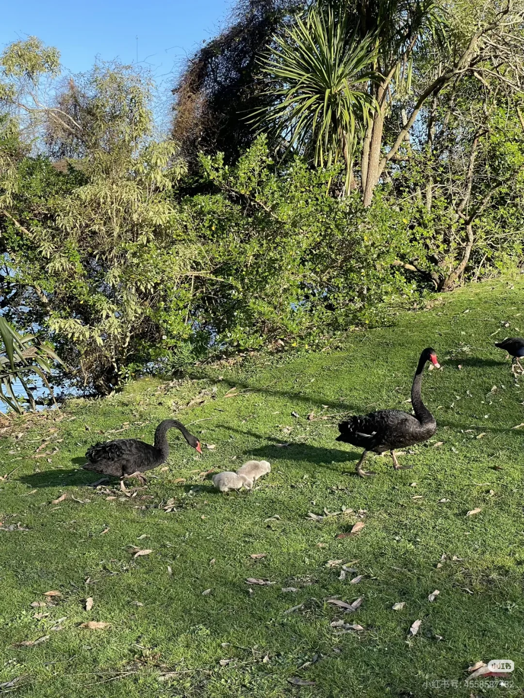 不开车也能去！奥克兰必去6大宝藏景点