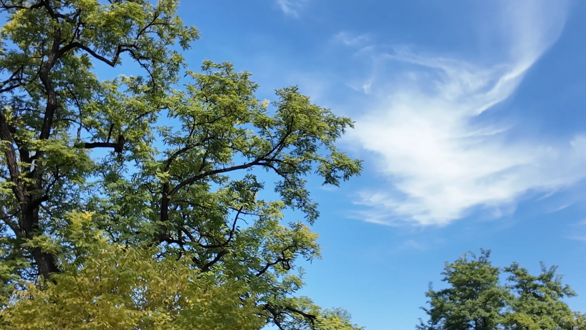 日坛公园菊花谷