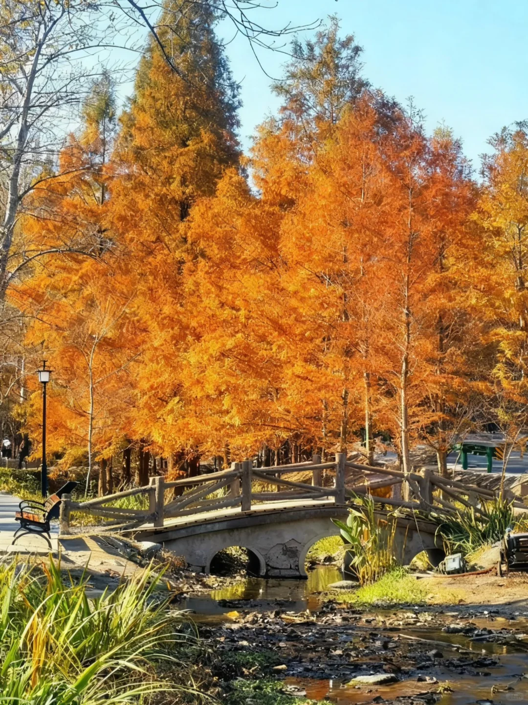接下来的北平之秋🍂这几个地方便是人间天堂