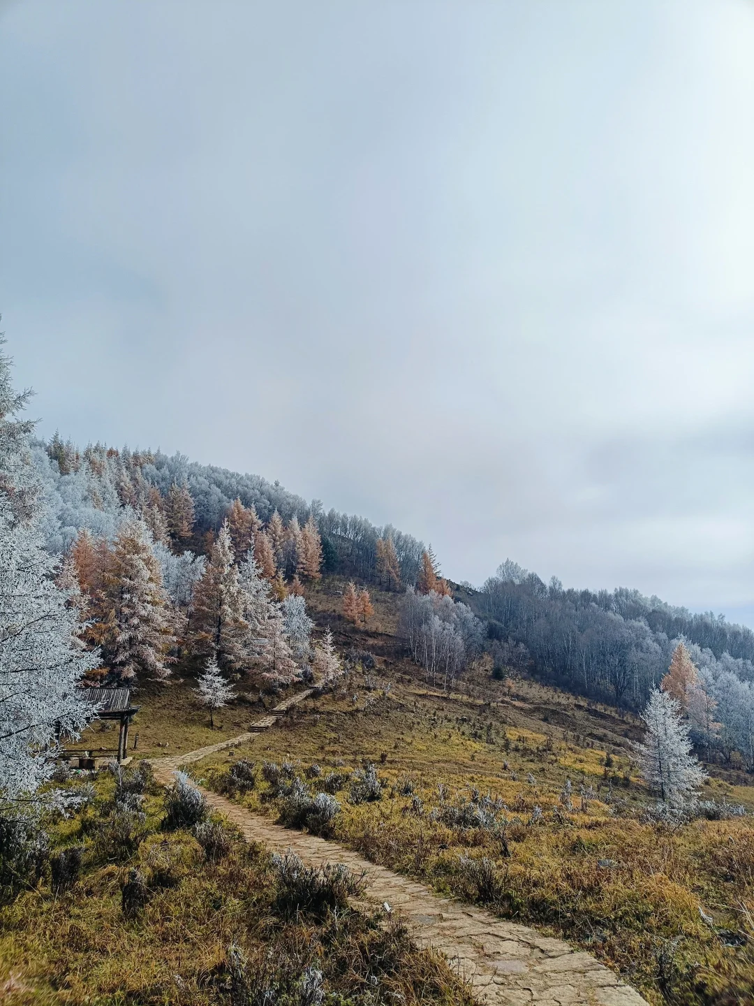 不是大兴安岭，是石家庄！