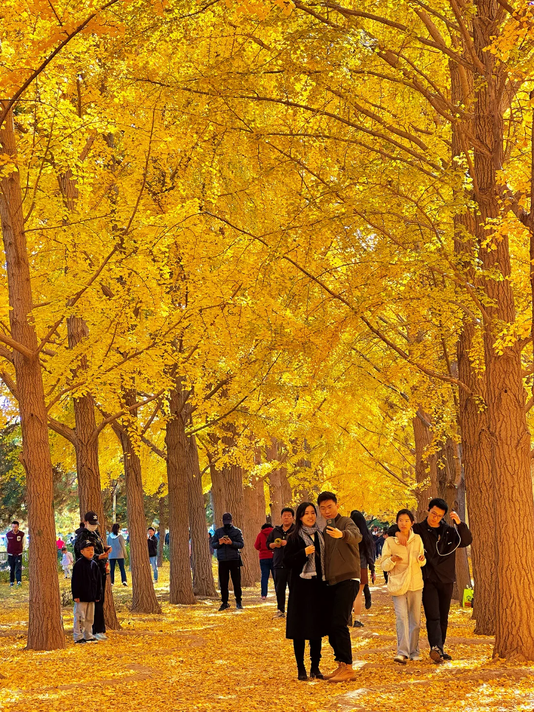 北平之秋已上线！北京必逛的8️⃣条赏秋路线！