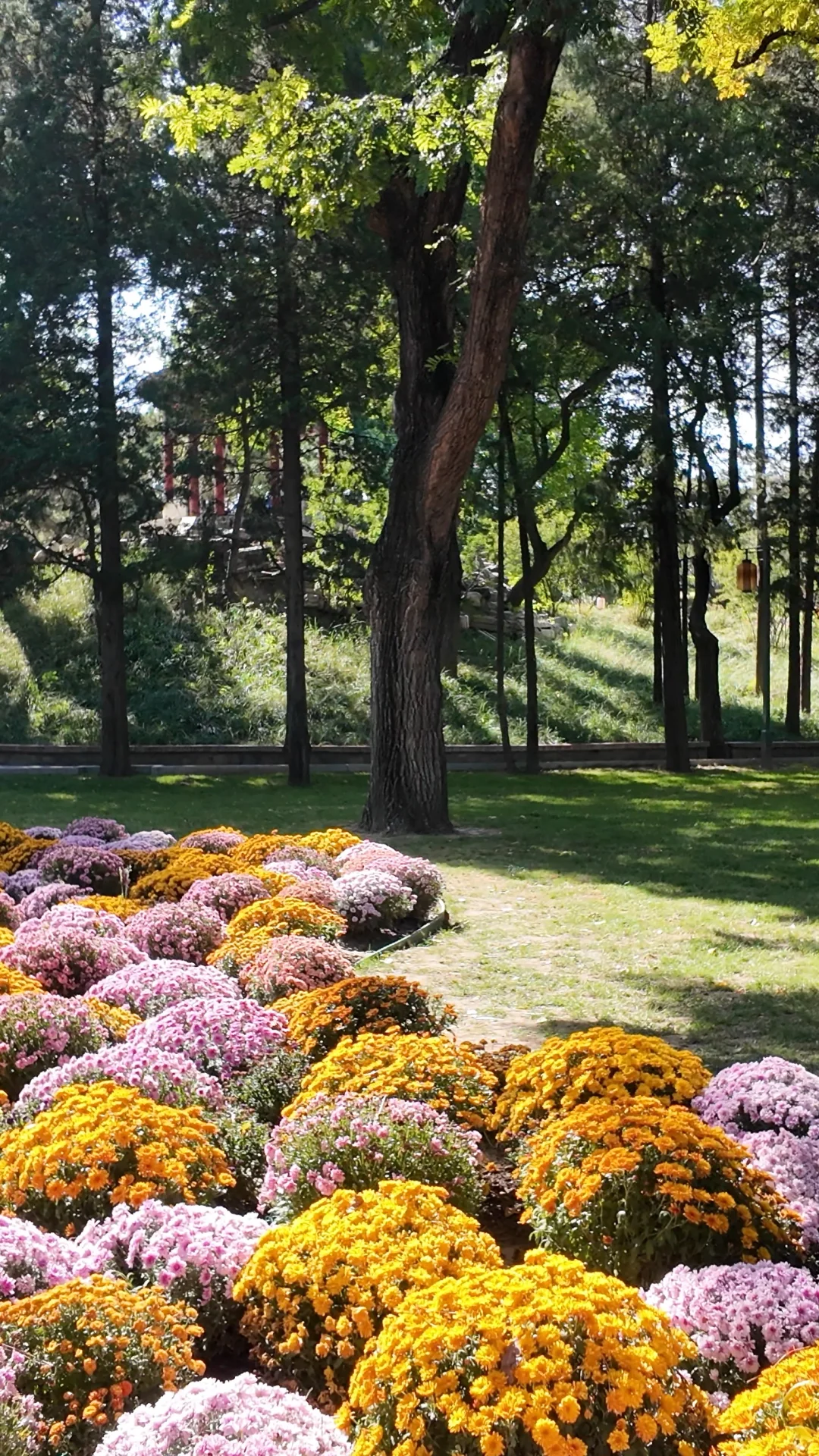 日坛公园菊花谷