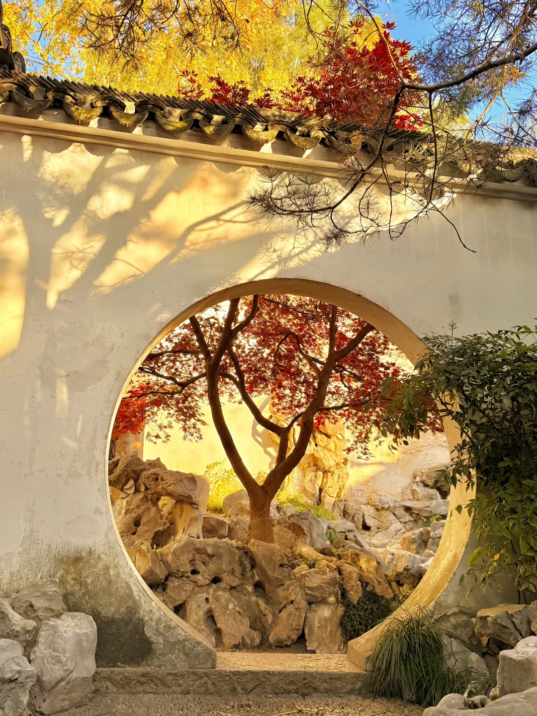 18张live图🍁告诉你苏州秋天有多美!!!!!!!