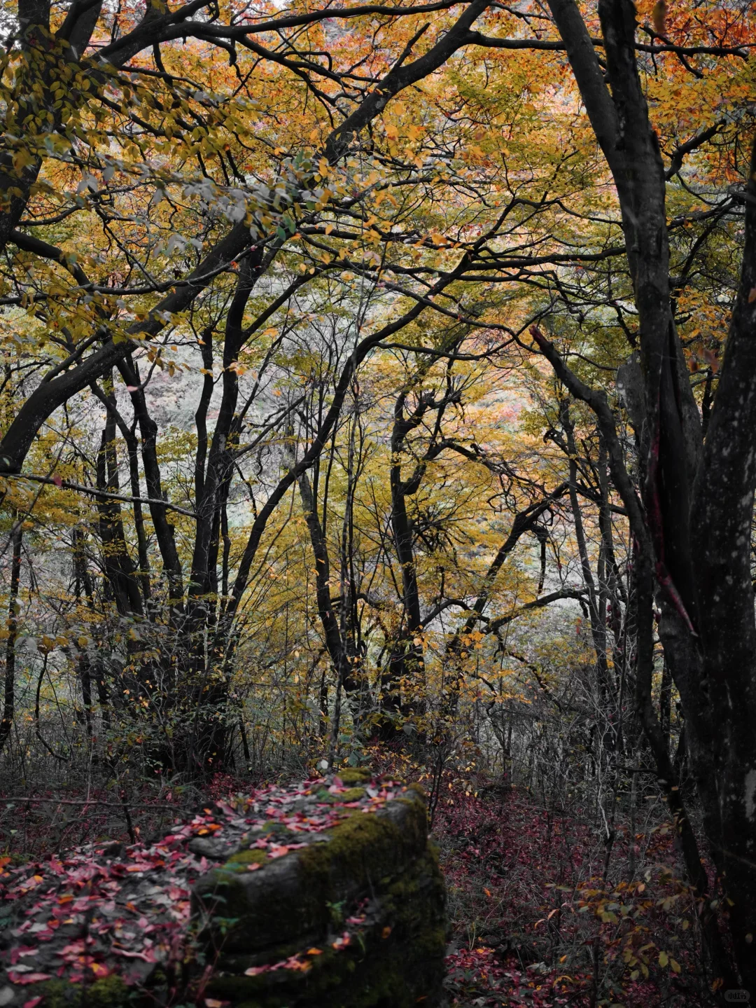 成都🚄一日往返油画彩林🍁徒步美哭了