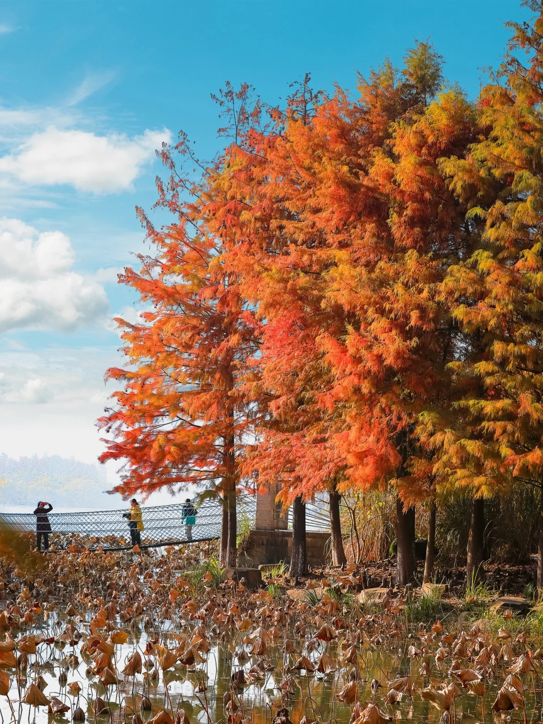 杭州最美的秋景都是免费的🍂附机位！