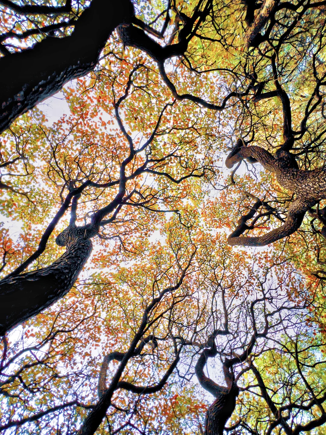 10.16实拍🖼️ 山东千年红叶树，被我找到了！