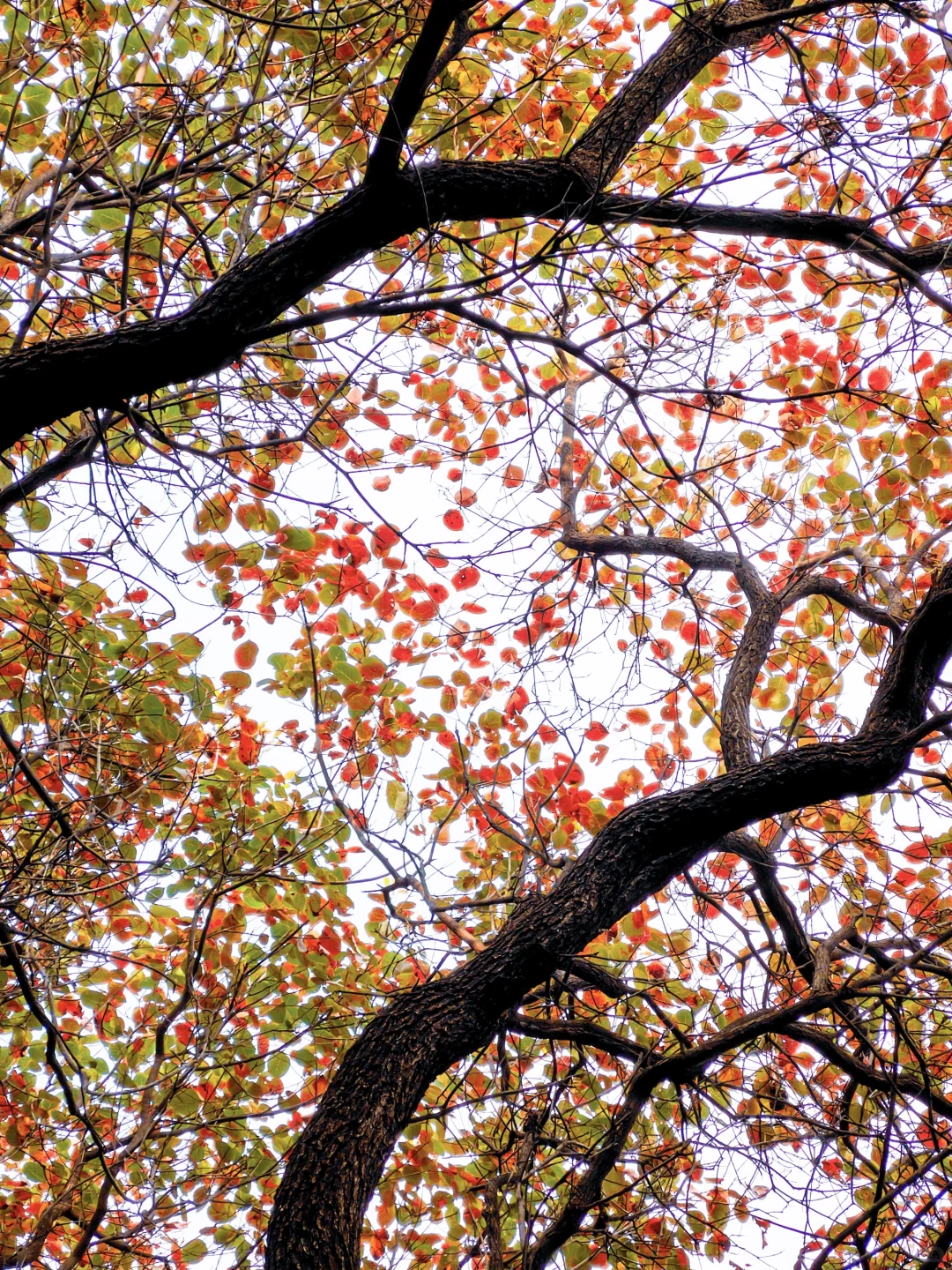 10.16实拍🖼️ 山东千年红叶树，被我找到了！