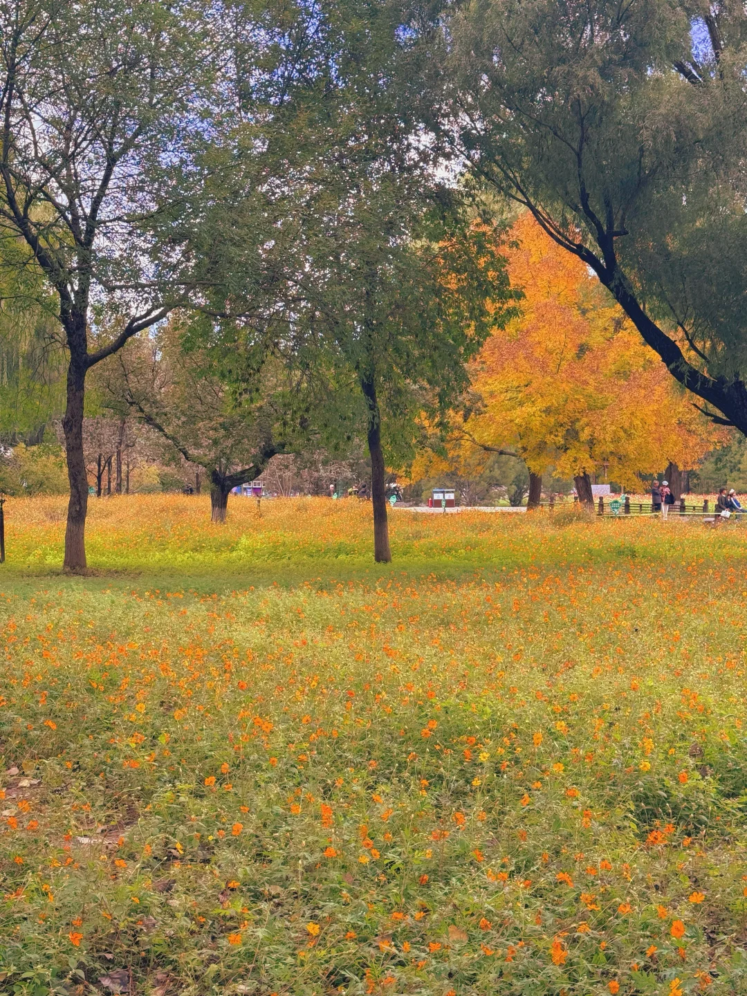10.17实况 📍奥森的秋天好像莫奈油画🍁💐