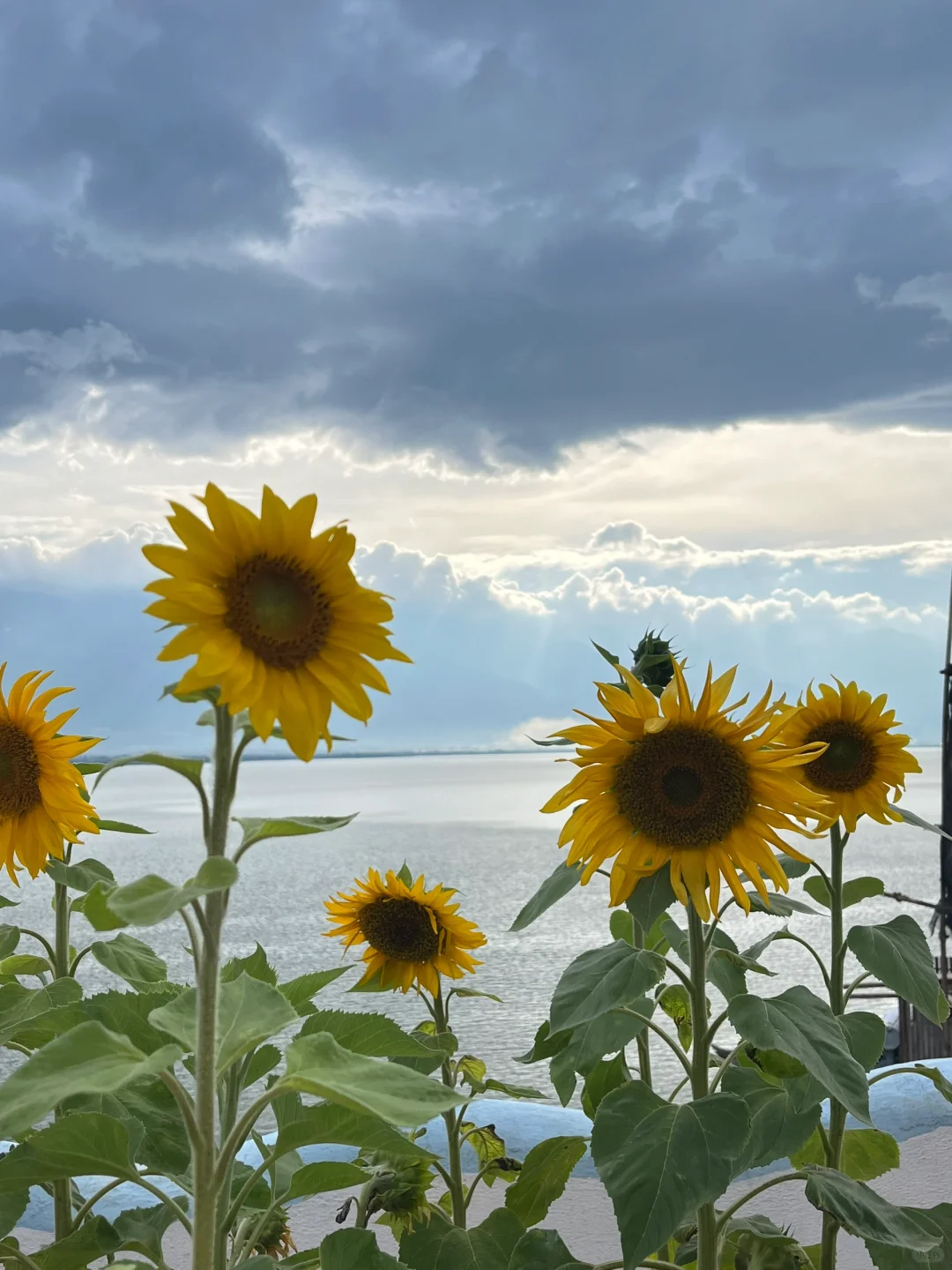 云南旅游攻略（大理+丽江）