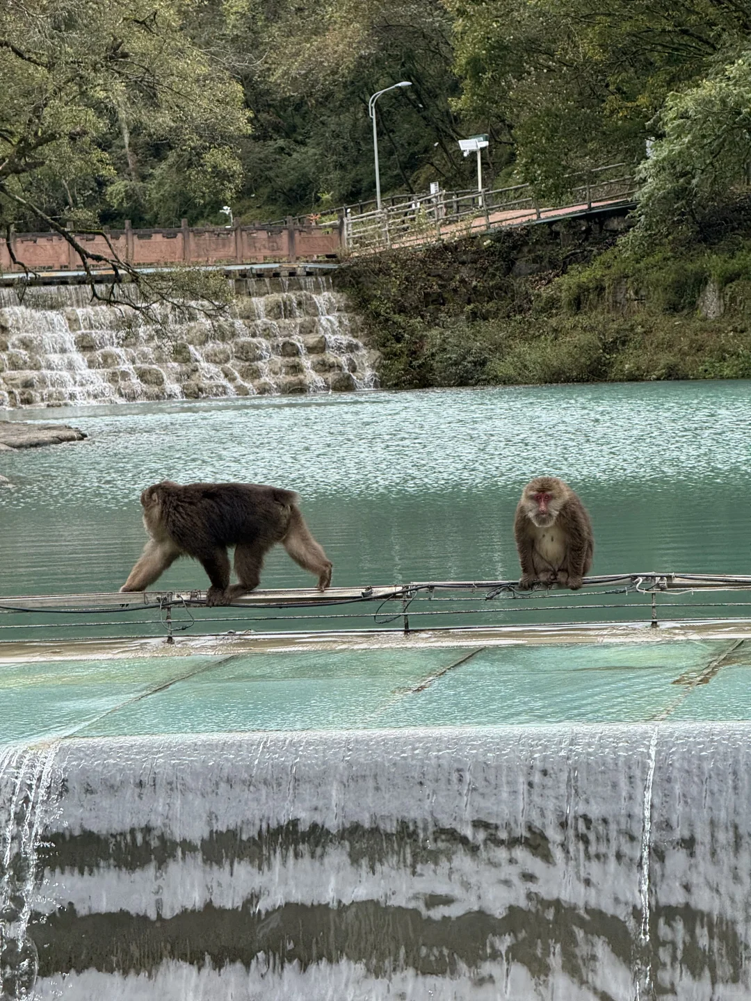带狗狗去喇叭河的注意了⚠️看完这篇不踩雷