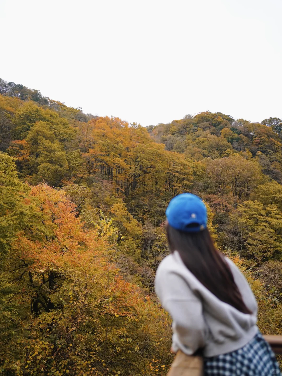 成都🚄一日往返油画彩林🍁徒步美哭了
