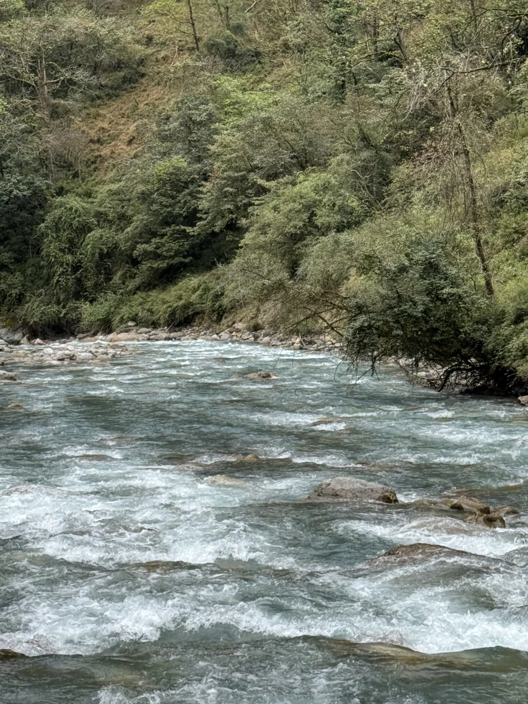 带狗狗去喇叭河的注意了⚠️看完这篇不踩雷
