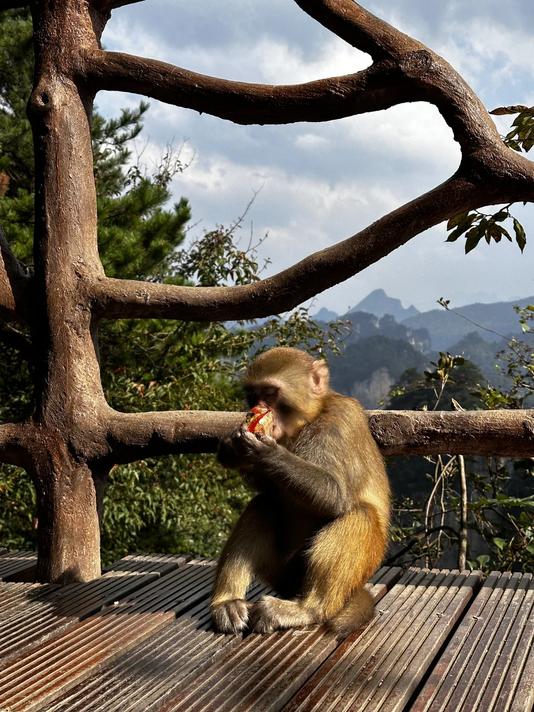 张家界攻略不求人篇！两天一夜
