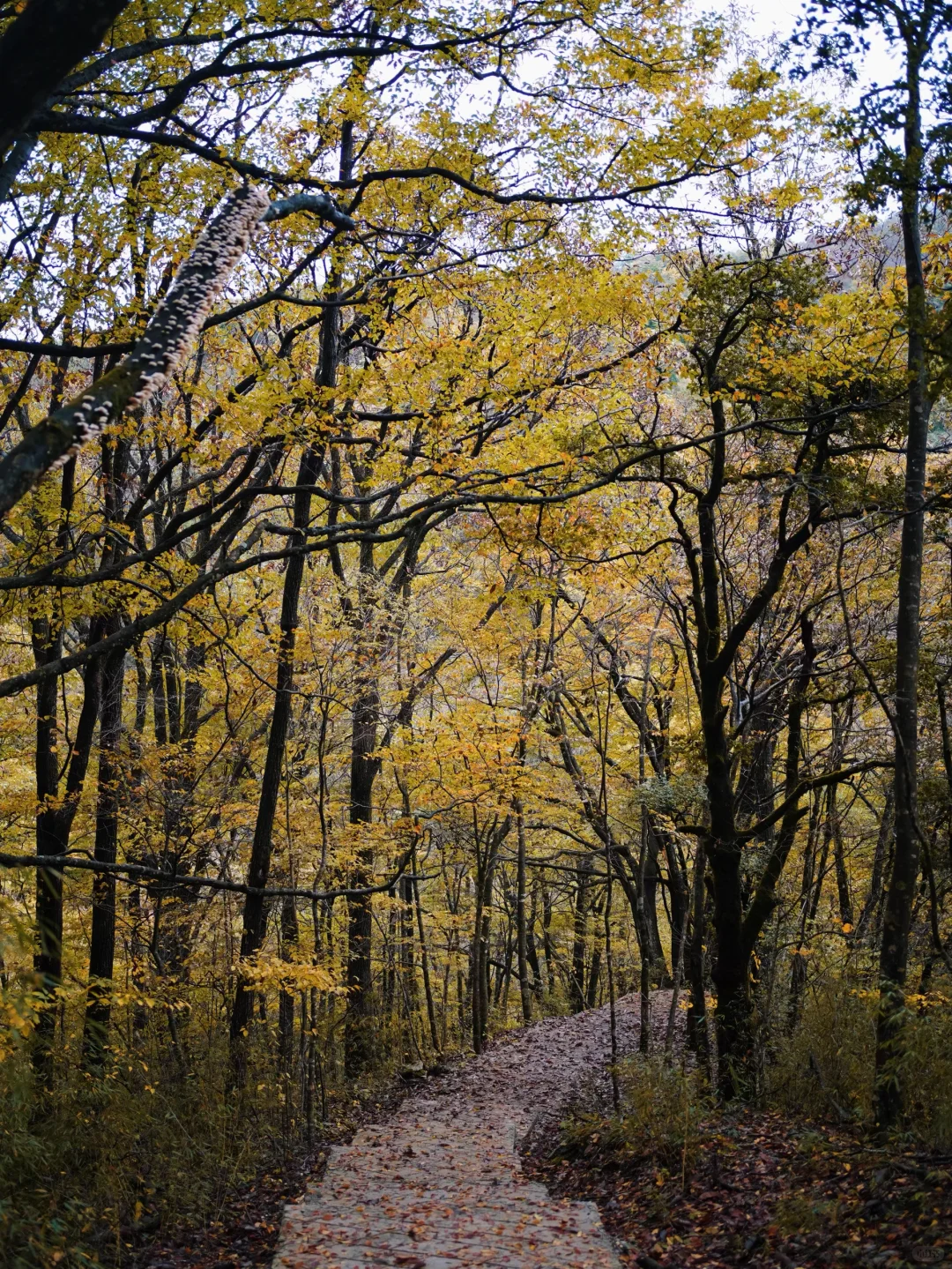成都🚄一日往返油画彩林🍁徒步美哭了