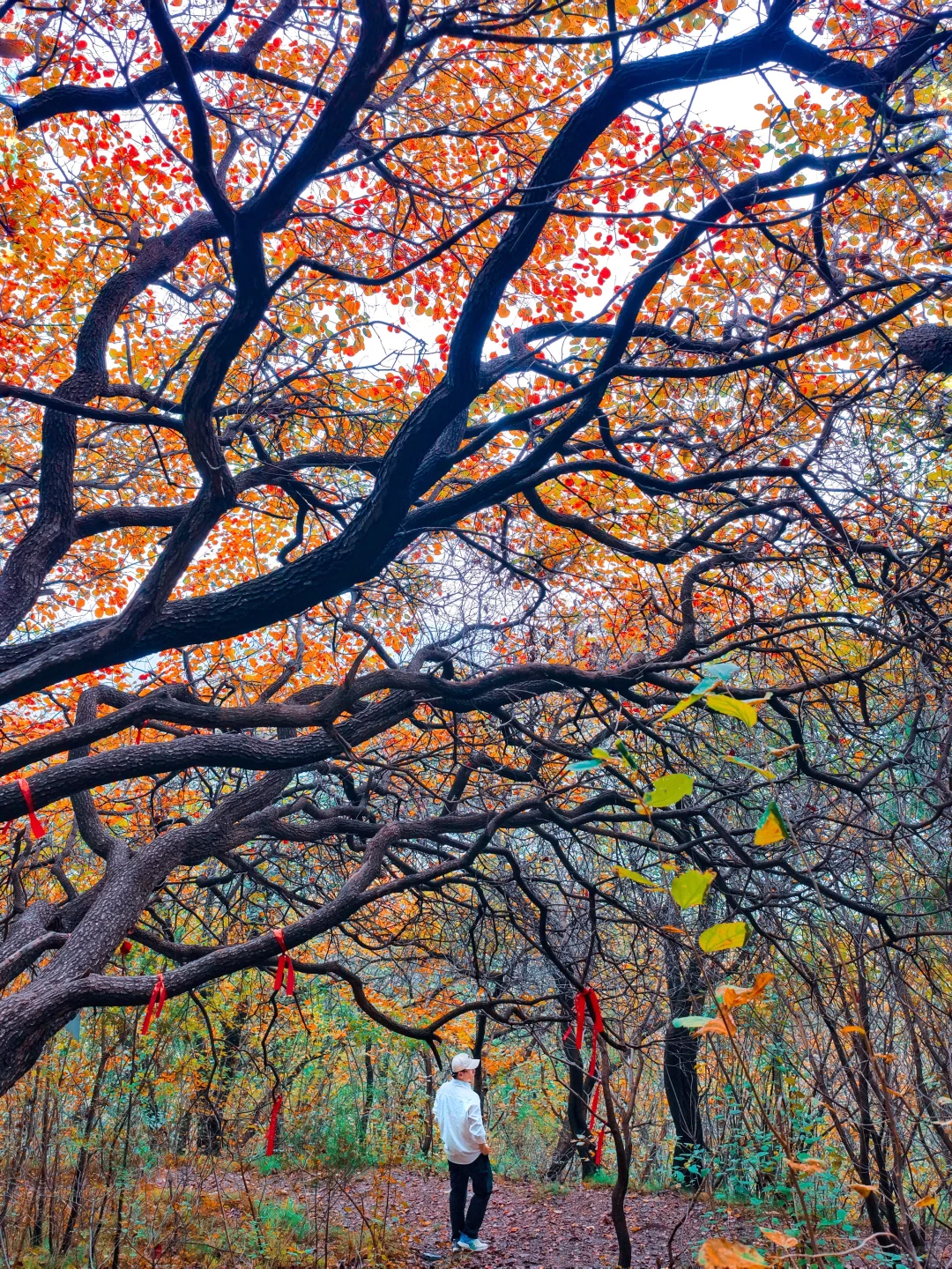 10.16实拍🖼️ 山东千年红叶树，被我找到了！