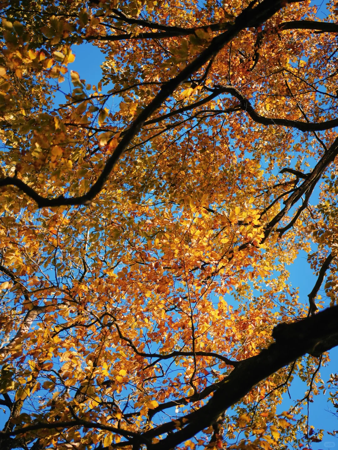 成都🚄一日往返油画彩林🍁徒步美哭了