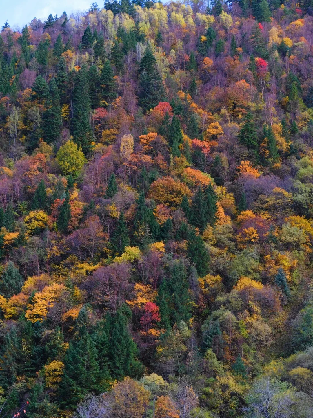 🔥比九寨沟更震撼！解锁川西彩林天花板！