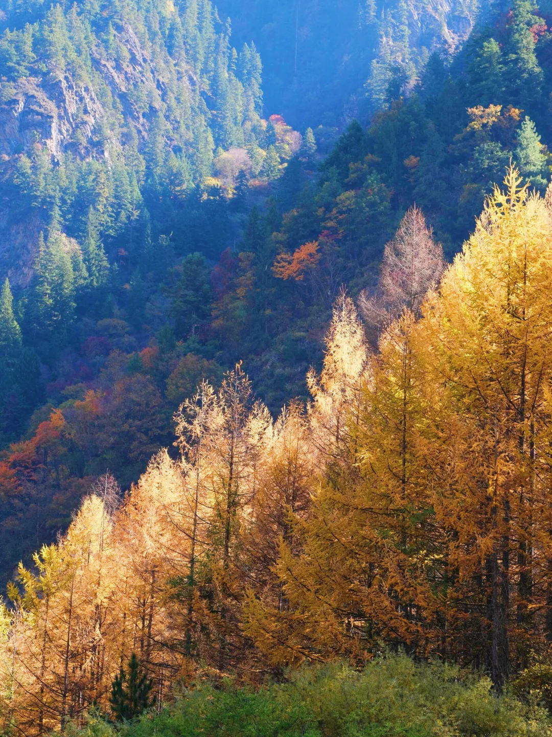 🔥比九寨沟更震撼！解锁川西彩林天花板！