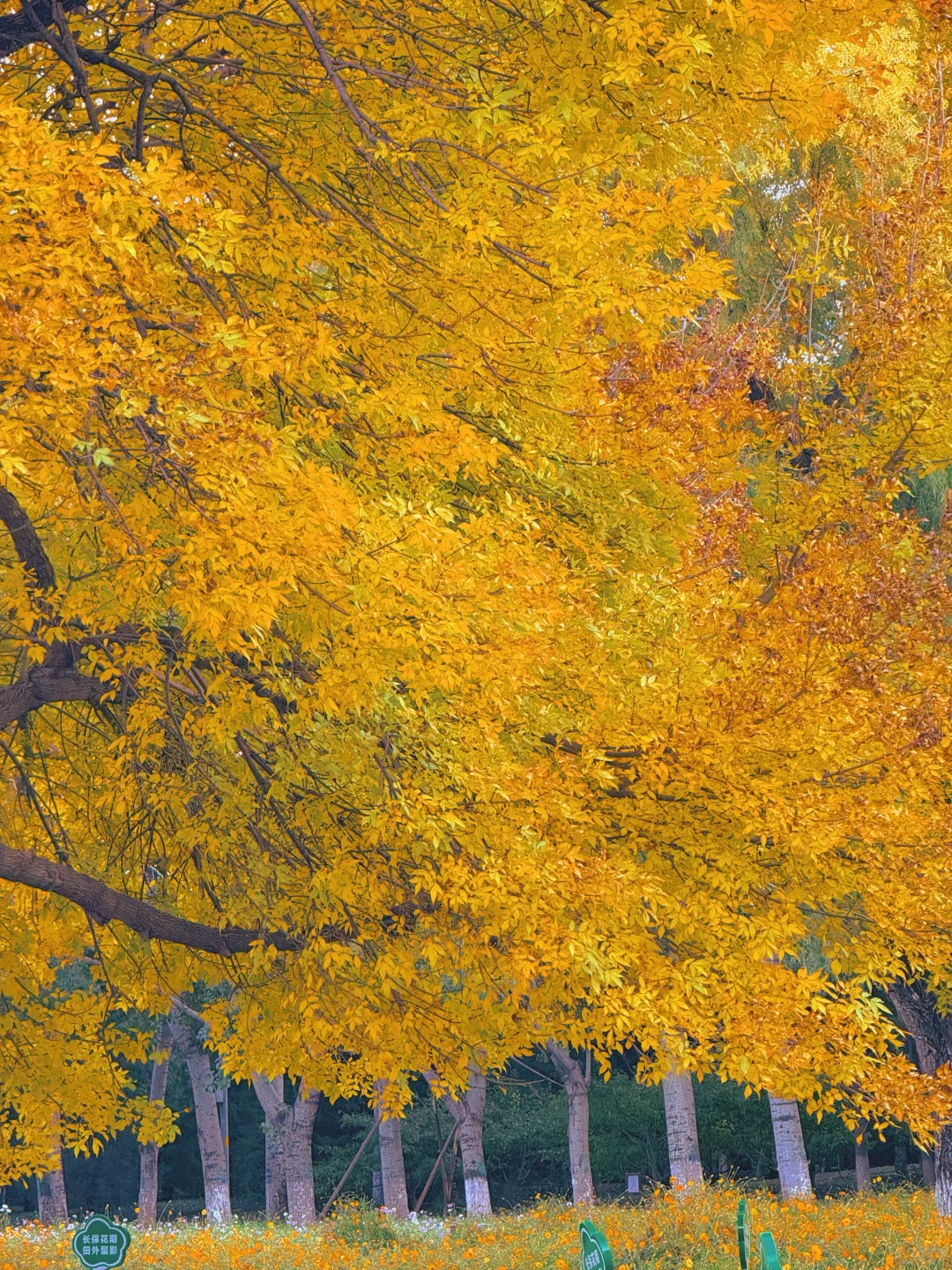 10.17实况 📍奥森的秋天好像莫奈油画🍁💐