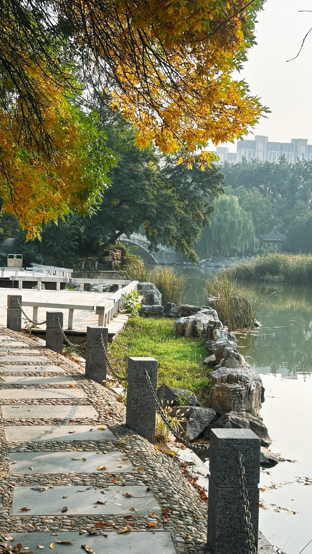 10.15实拍🍁石家庄这个公园的白蜡率先入秋