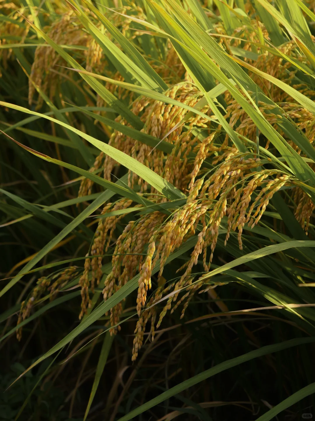 国清寺｜几度秋凉