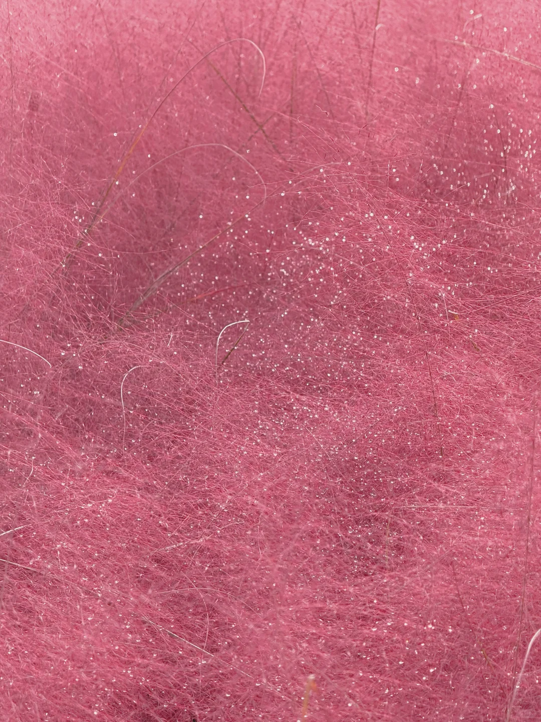 10.17实况 📍奥森的秋天好像莫奈油画🍁💐