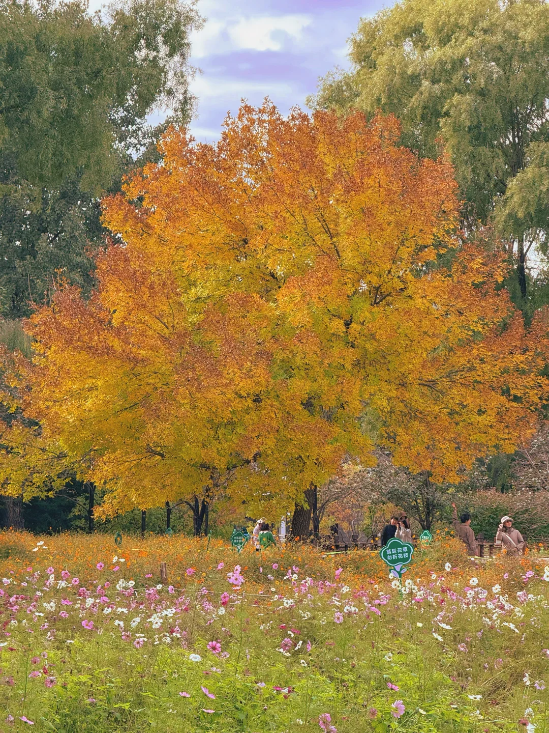 10.17实况 📍奥森的秋天好像莫奈油画🍁💐