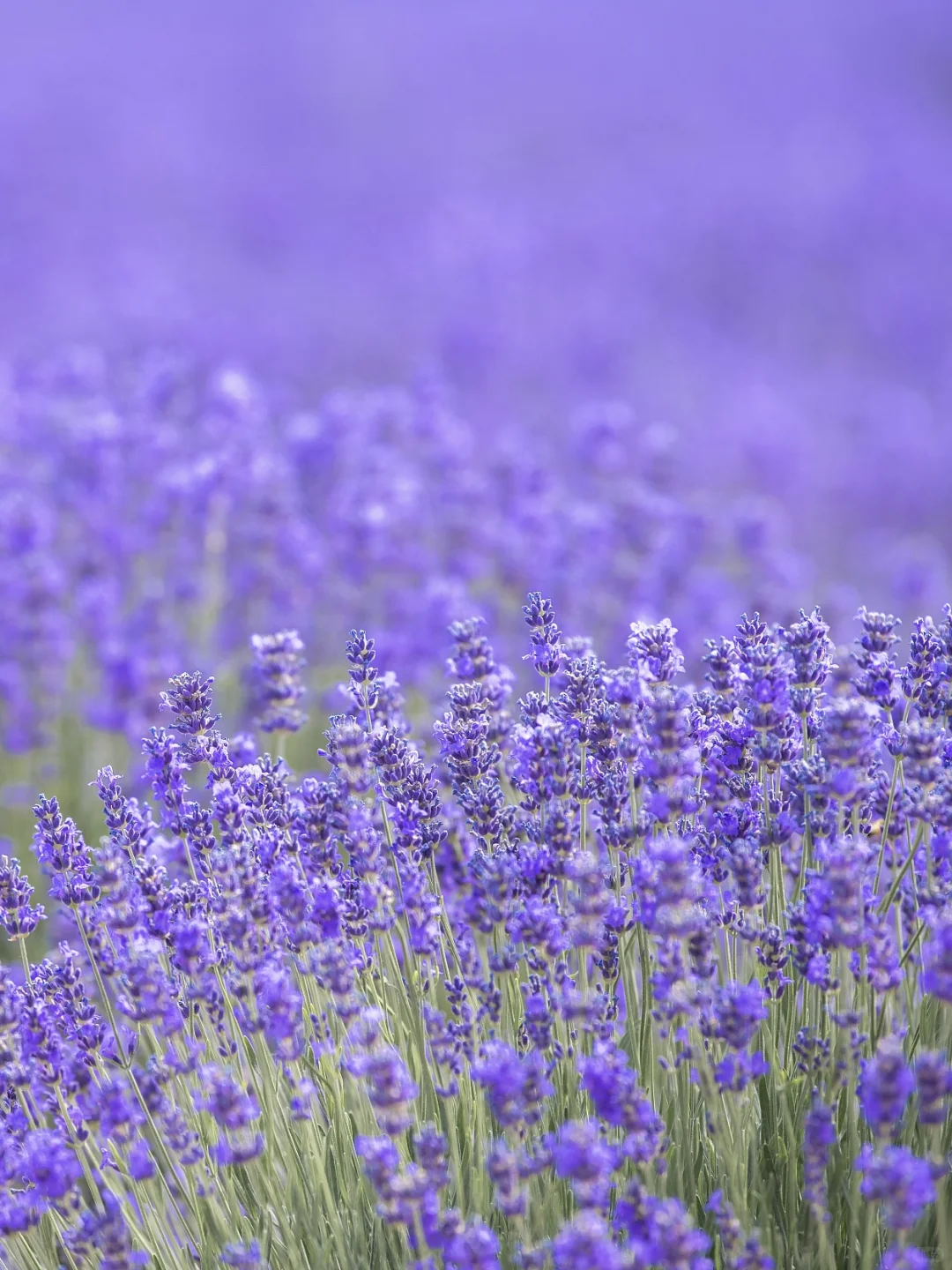 7-8月不去伊犁!就错过了最美的新疆!
