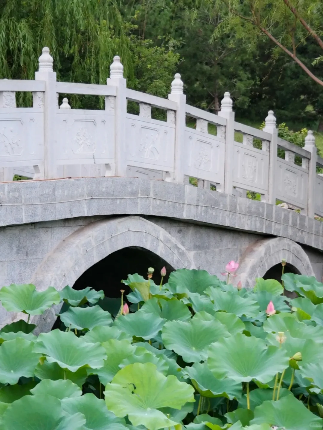 济南长清这个公园太好逛了！🌳附详细攻略