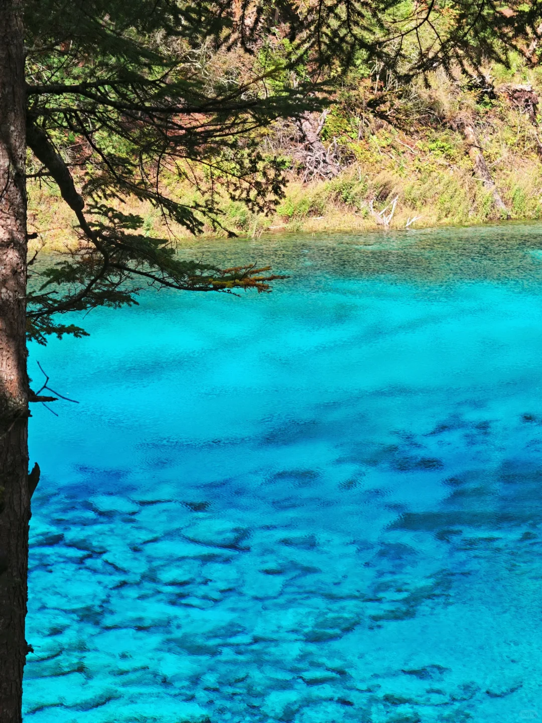 夸夸九寨沟的人流调度分布