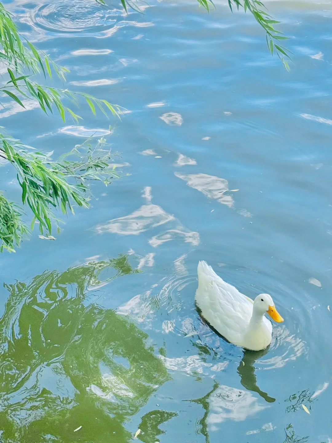 这辈子都舍不得删的live图…