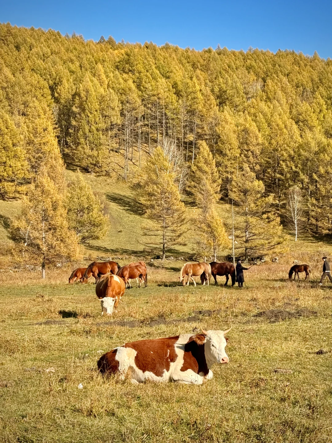 大兴安岭❗️没有一个地方比呼伦贝尔更懂秋天
