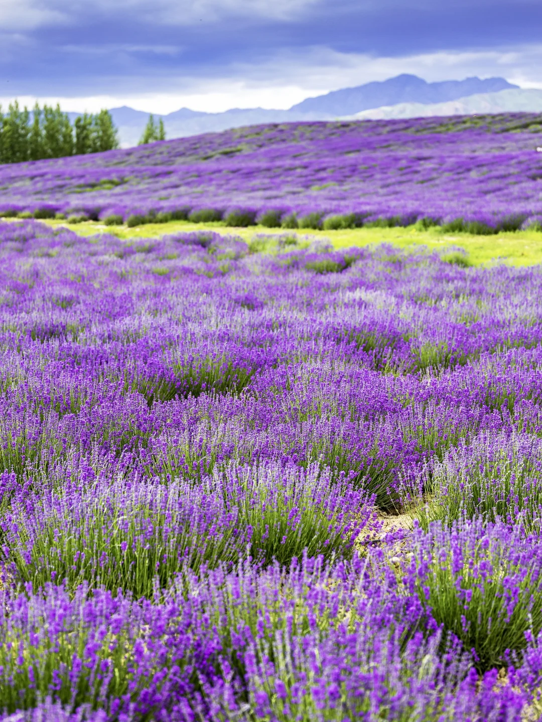 7-8月不去伊犁!就错过了最美的新疆!